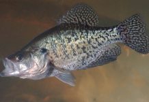 Fish Ohio celebrates ‘amazing’ catches crappie