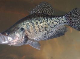 crappie