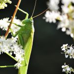 Crickets, katydids ‘singing in the suburbs’ katydid