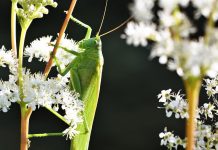Crickets, katydids ‘singing in the suburbs’ katydid