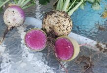 Victory gardens still going strong Watermelon radishes and a turnip.