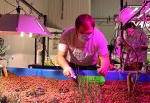 Aquaponics program, brewery pair up to give students life skills man harvesting chives from aquaponics