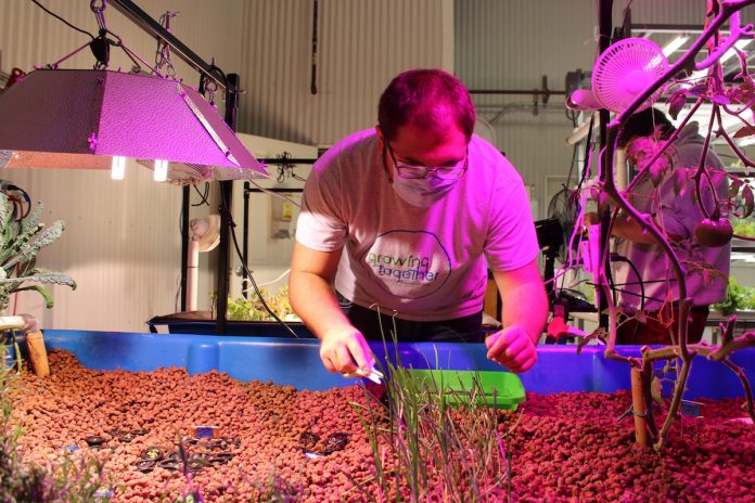 man harvesting chives from aquaponics