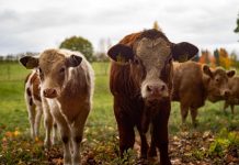 2020: Agriculture gets a culture boost cows