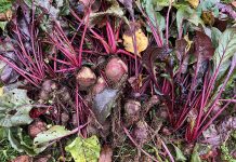The ‘beet’ goes on and into the future beets