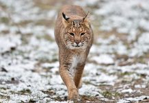 Wondering about wildcats in the woods Bobcat