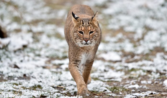 Bobcat