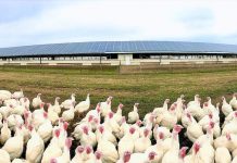 Turkeys and solar power Bowman and Landes farm turkeys and solar panels