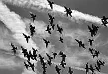 Passenger pigeon became hunted, now extinct pigeon