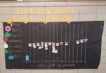 Pa. math teacher’s new ag focus earns farm bureau honors calf birth announcement