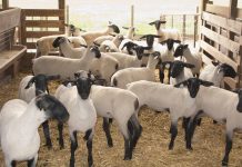Ohio sheep industry proposes restoring Extension position Sheep in a barn.