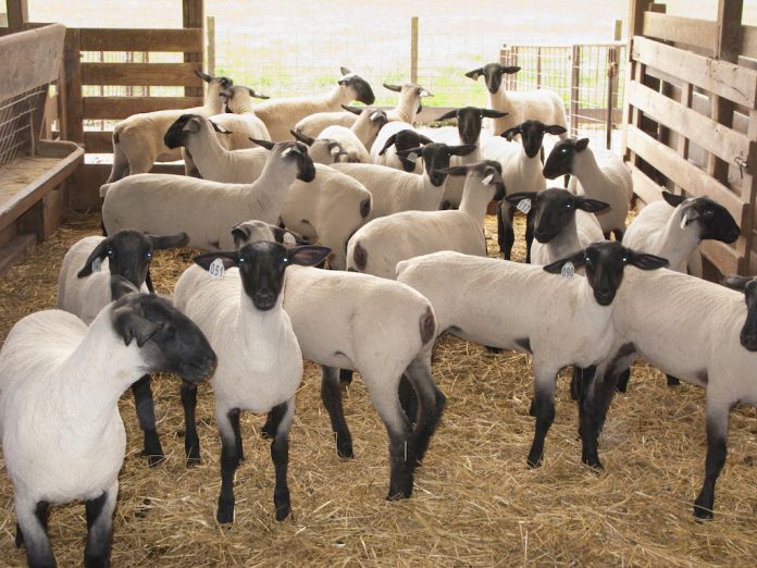 Sheep in a barn.