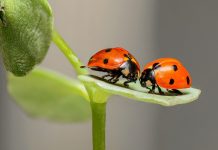 Technology is APPlicable for the outdoor enthusiast in you ladybugs