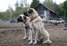 Building healthy livestock guardian dog pack hierarchy bridger and tanaka