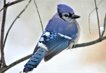 How to make a peanut butter log bird feeder blue jay