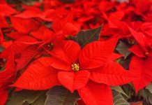 How to keep your poinsettia thriving after the holidays poinsettias