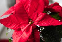 Holiday plants subtly accentuate the season poinsettia