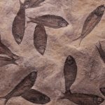 Bill designates state fossil fish fish fossils