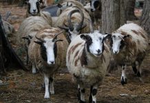 Expect more from your livestock Jacob sheep