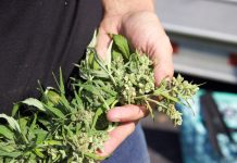 Penn State to host a CBD hemp field day Sept. 28 A close up view of the top of a harvested hemp plant.