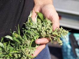 A close up view of the top of a harvested hemp plant.