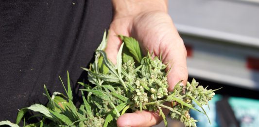 New state law could hamstring Ohio’s struggling hemp industry A close up view of the top of a harvested hemp plant.