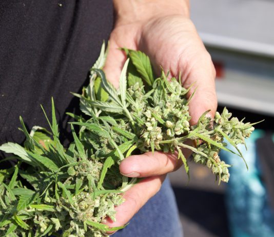 A close up view of the top of a harvested hemp plant.