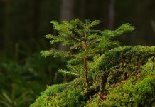 Give your trees a great start when planting conifer