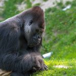 Zoo gorillas test COVID positive gorilla