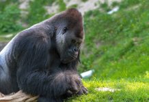 Zoo gorillas test COVID positive gorilla