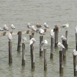 Chesapeake Bay sues EPA for not protecting air quality Chesapeake Bay