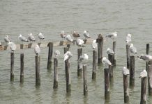 Chesapeake Bay sues EPA for not protecting air quality Chesapeake Bay