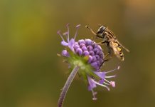 Conservation persevered in 2020 hoverfly