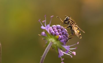 hoverfly