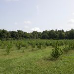 First USDA hemp report shows tough harvest, but major potential for crop A field with hemp plants growing in it.