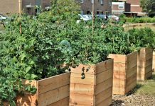 A home gardener’s guide to crop rotation raised bed garden
