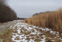After a false start, miscanthus stutters into a new era miscanthus field