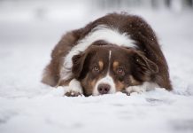 How to take care of animals in cold weather australian shepherd in the snow