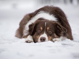 australian shepherd in the snow