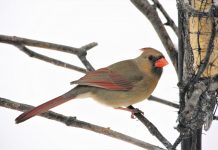 How to prepare suet for winter birds female cardinal