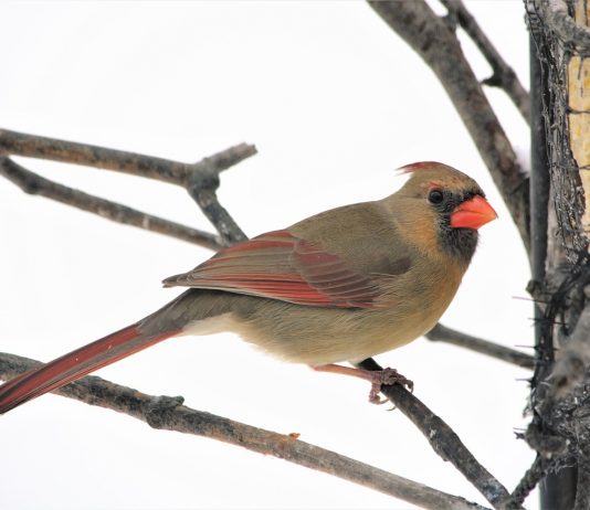 female cardinal
