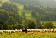 Cynthia Hayes Memorial Scholarship accepting applications sheep farmer