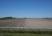 Peters Egbedi receives LACA Scholarship crop rows