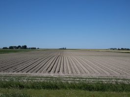 Peters Egbedi receives LACA Scholarship crop rows