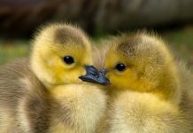 How to take care of ducklings duckling