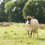 Satellite technology to help dairy graziers with pasture management jersey cow