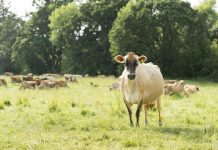Satellite technology to help dairy graziers with pasture management jersey cow