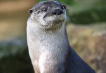 River otters return and thrive in Ohio waterways river otter