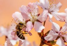 Make a backyard pollinator oasis bee