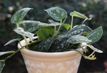 Recovering plant killer develops a green thumb house plant